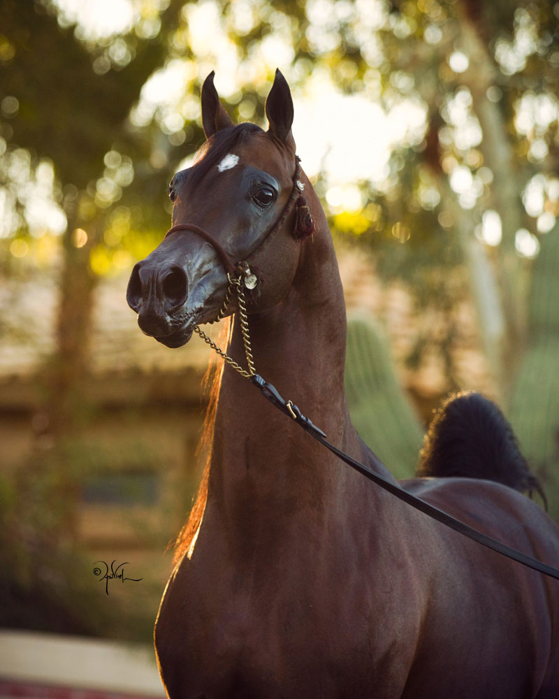 پل ارتباطی ژنتیک جهانی با پرورش‌دهندگان ایرانی