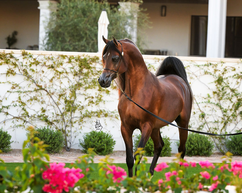 ایران هورس پروموشن