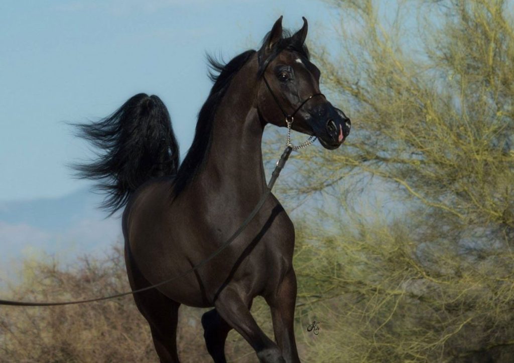چاپگرها و متون بلکه روزنامه و مجله