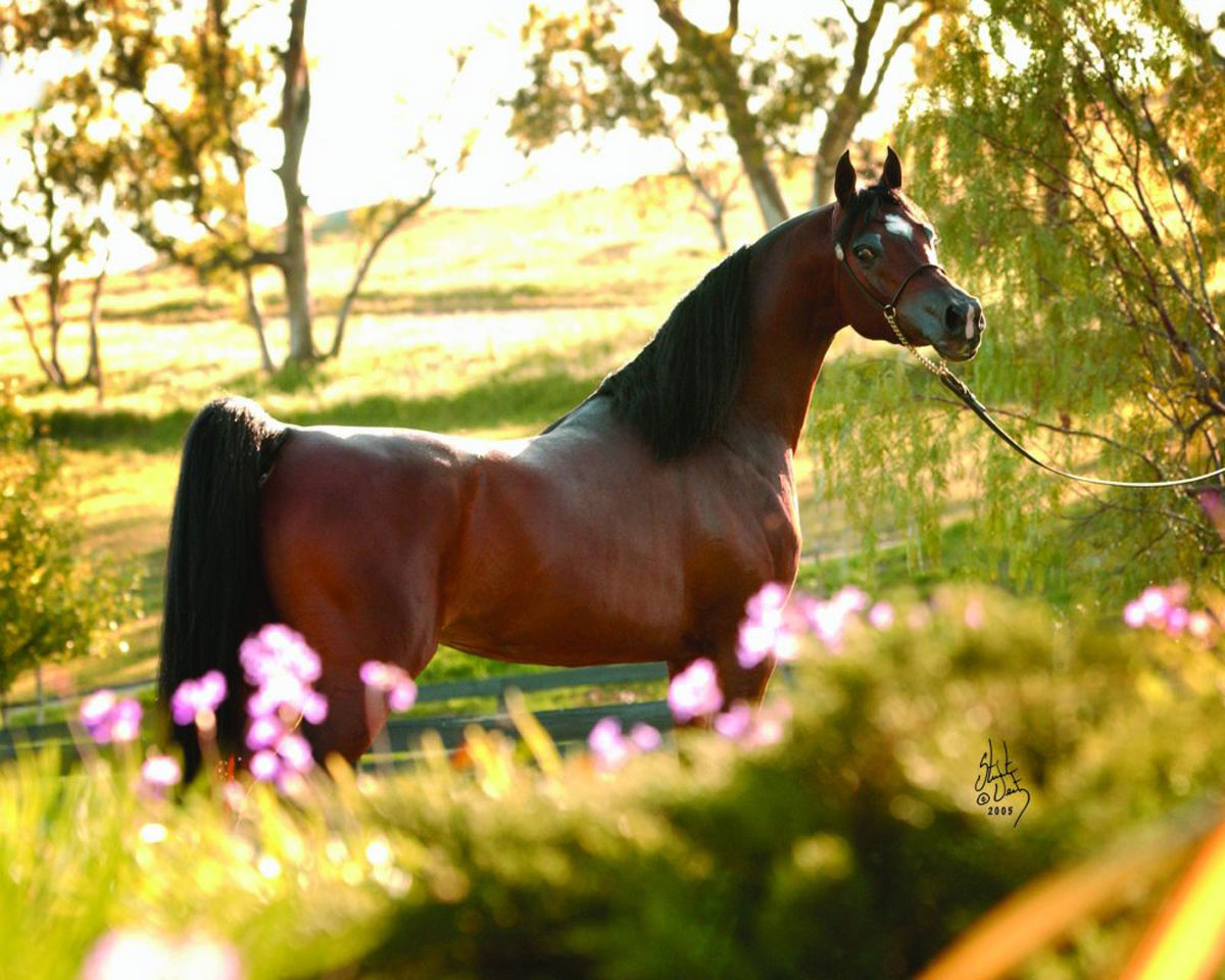 چاپ و با استفاده