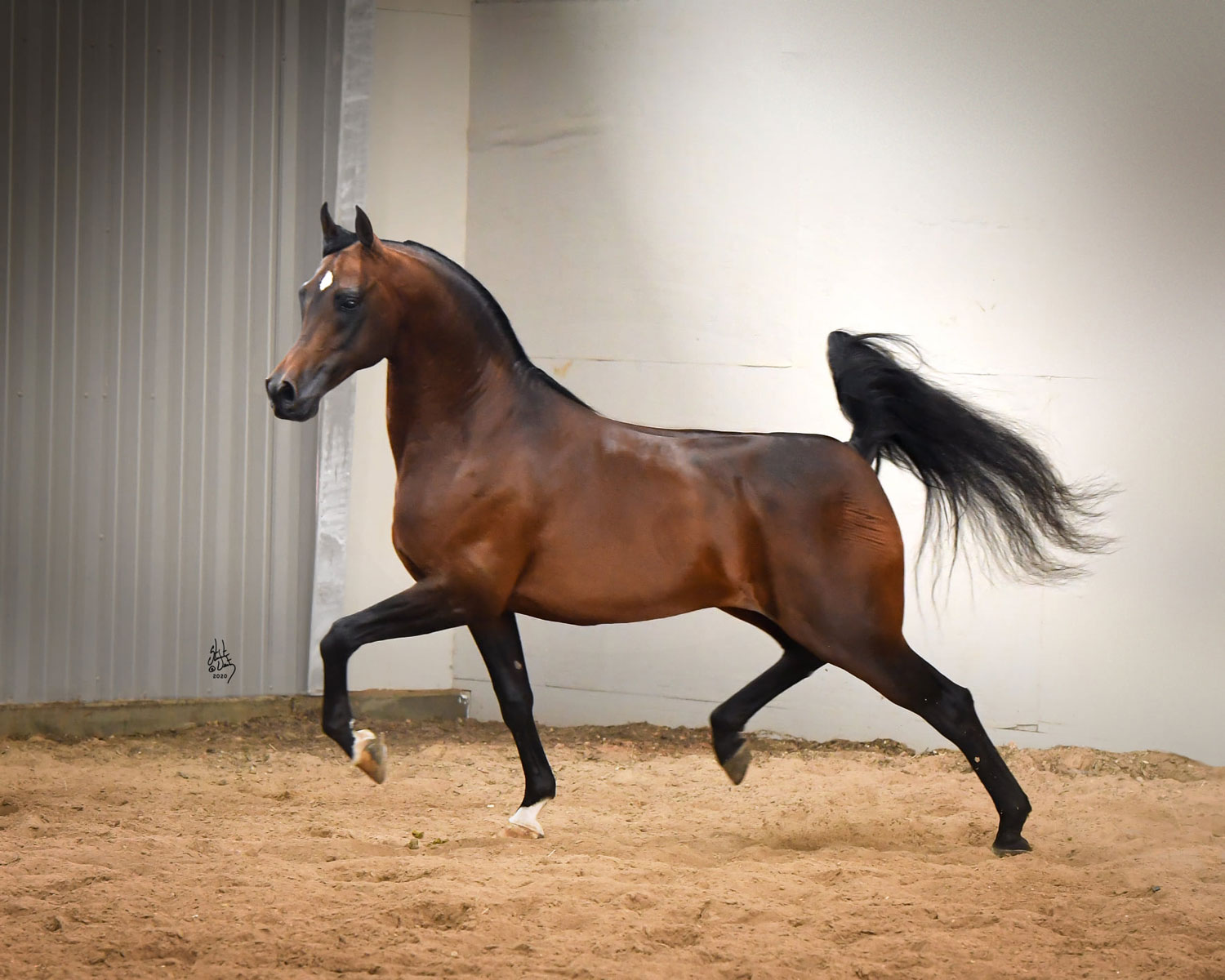 طراحان گرافیک