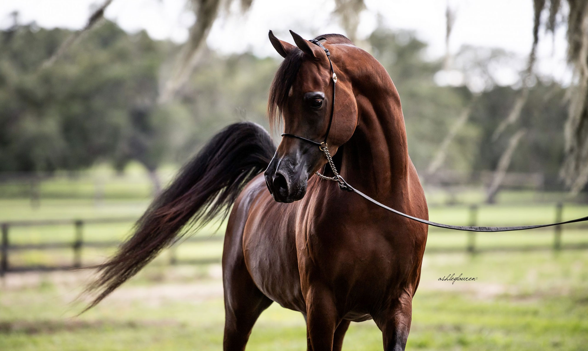 لورم ایپسوم