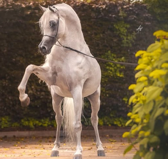 رعود البیدایر | RAOUD ALBIDAYER