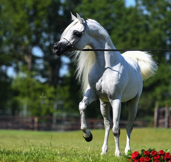 کیس البیدا | KAIS AL BAYDAA