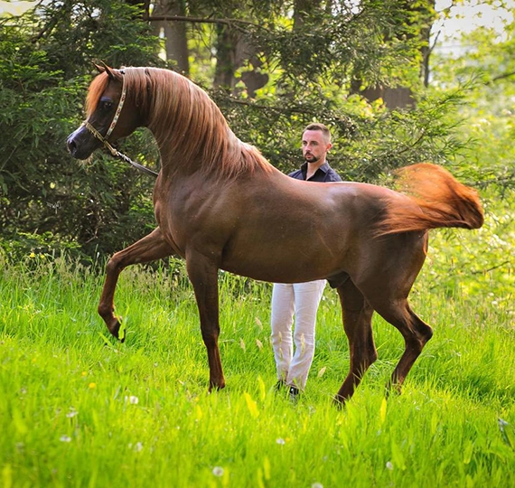 علی خان | ALIKHAN