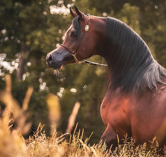 اگزاگون اواس | EXAGON OS