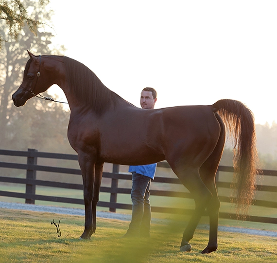 ابن فرید | IBN FARID