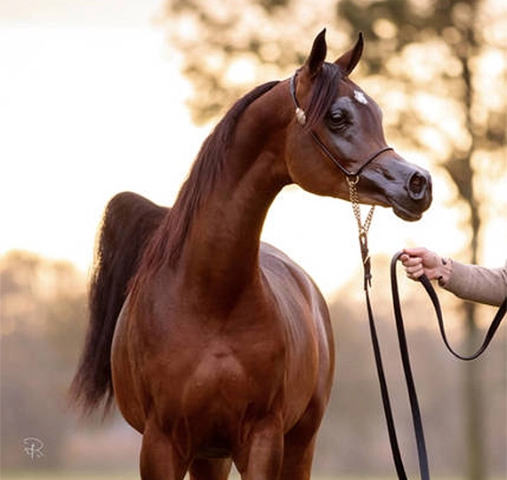 دبلیو اف گاوین | WF GAWIN