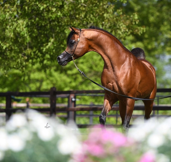 جیار میالوا | JYAR MEIA LUA