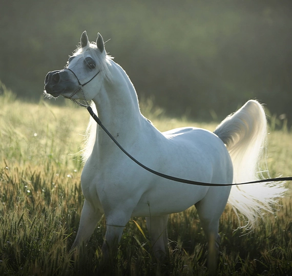سینمار البیدایر | SINMAR ALBIDAYER